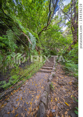 Levada das 24 Fontes, Levada Do Risco, Madeira, Portugal Levada das 24 Fontes, Levada Do Risco, Madeira, Portugal 134339219