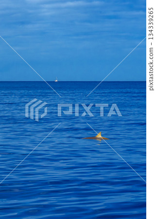 Common Bottllenose Dolphin, Madeira, Portugal 134339265