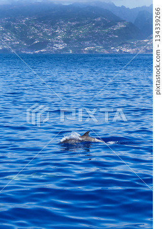 Common Bottllenose Dolphin, Madeira, Portugal 134339266