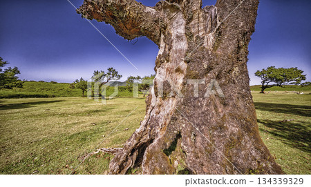Mystical Fanal Forest, Madeira, Portugal Mystical Fanal Forest, Madeira, Portugal 134339329