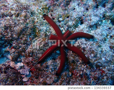 Luzon starfish crawling on rocky areas in the sea Luzon starfish crawling on rocky areas in the sea 134339337