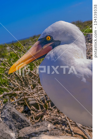 Nazca Booby, Galapagos National Park, Ecuador 134339338