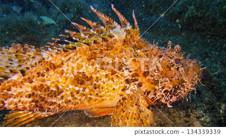 Stonefish, Cabo Cope-Puntas del Calnegre Natural Park, Spain Stonefish, Cabo Cope-Puntas del Calnegre Natural Park, Spain 134339339