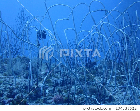 許多細長的鞭狀珊瑚生長在岩石區域。 134339522