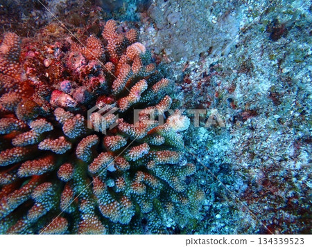 海中岩石區域生長的珊瑚特寫 134339523