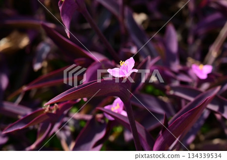 紫鴨跖草（鴨跖草科） 134339534