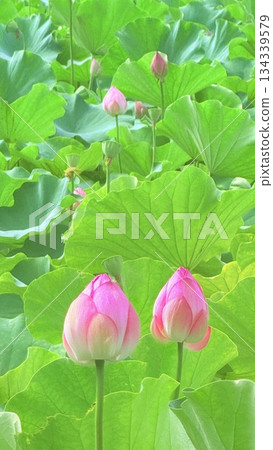 風景與蓮花 134339579