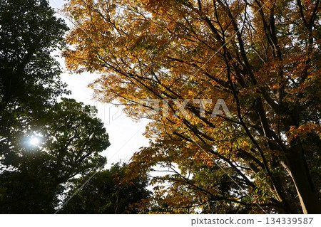 Metasequoia trees and sunlight filtering through the leaves Metasequoia trees and sunlight filtering through the leaves 134339587