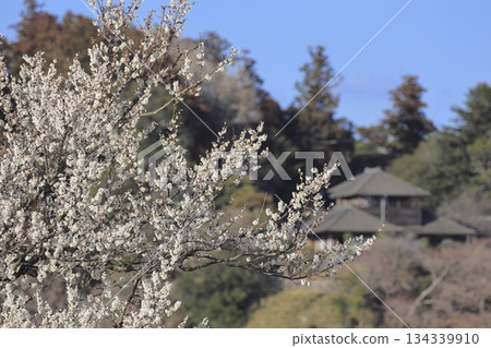 茨城縣水戶市的喜樂園，梅花盛開，古文亭也在那裡。喜樂園是日本三大名園之一。 134339910