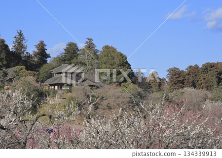 茨城縣水戶市的喜樂園,梅花盛開,古文亭也在那裡。喜樂園是日本三大名園之一。 茨城縣水戶市的喜樂園,梅花盛開,古文亭也在那裡。喜樂園是日本三大名園之一。 134339913