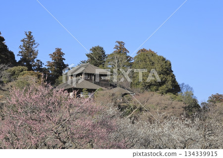 茨城縣水戶市的喜樂園,梅花盛開,古文亭也在那裡。喜樂園是日本三大名園之一。 茨城縣水戶市的喜樂園,梅花盛開,古文亭也在那裡。喜樂園是日本三大名園之一。 134339915