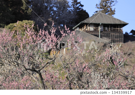 茨城縣水戶市的喜樂園,梅花盛開,古文亭也在那裡。喜樂園是日本三大名園之一。 茨城縣水戶市的喜樂園,梅花盛開,古文亭也在那裡。喜樂園是日本三大名園之一。 134339917