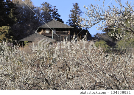 茨城縣水戶市的喜樂園，梅花盛開，古文亭也在那裡。喜樂園是日本三大名園之一。 134339921