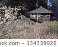 茨城縣水戶市的喜樂園，梅花盛開，古文亭也在那裡。喜樂園是日本三大名園之一。 134339926