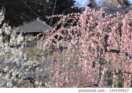 茨城縣水戶市的喜樂園,梅花盛開,古文亭也在那裡。喜樂園是日本三大名園之一。 茨城縣水戶市的喜樂園,梅花盛開,古文亭也在那裡。喜樂園是日本三大名園之一。 134339927
