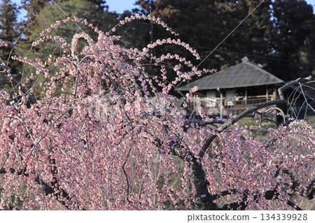 茨城縣水戶市的喜樂園,梅花盛開,古文亭也在那裡。喜樂園是日本三大名園之一。 茨城縣水戶市的喜樂園,梅花盛開,古文亭也在那裡。喜樂園是日本三大名園之一。 134339928