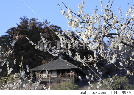 Plum blossoms in full bloom and Kobuntei at Kairakuen Garden in Mito City, Ibaraki Prefecture, one of Japan's three most famous gardens. 134339929