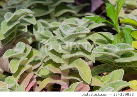 Tradescantia sillamontana is grown in temperate regions. Tropical plants sold in store. Indoor plant. Houseplant. 134339938