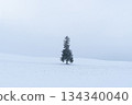 Beautiful Christmas tree. Lone pine tree with snow in winter season. Biei, Hokkaido, Japan. 134340040