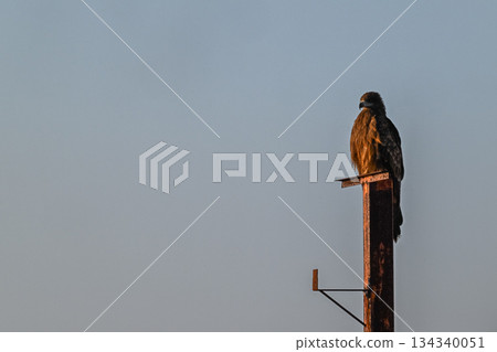 Black kite - a familiar bird of prey - 134340051