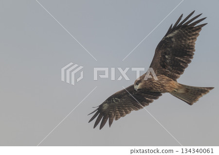 黑鳶——一種常見的猛禽—— 134340061