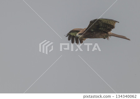 Black kite - a familiar bird of prey - 134340062