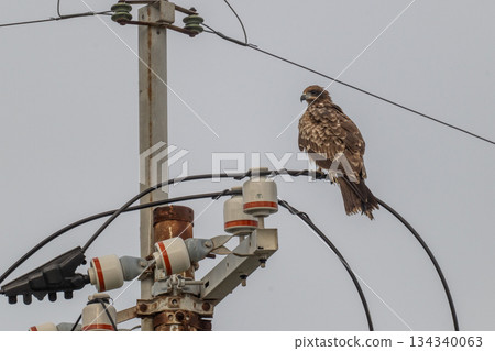 黑鳶——一種常見的猛禽—— 黑鳶——一種常見的猛禽—— 134340063