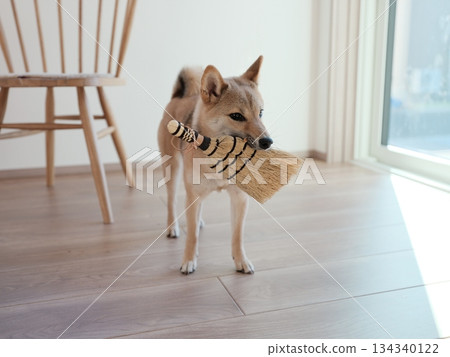 柴犬打掃 134340122