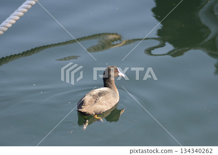 Birds swimming in the sea 134340262
