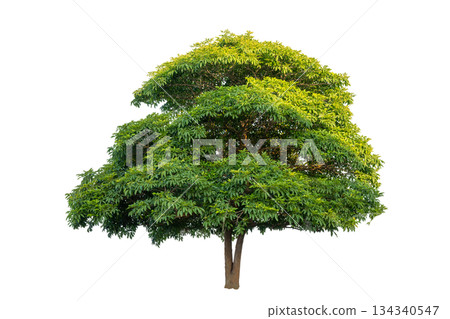 Tree PNG File Trees isolated on white background, tropical trees isolated used for design, advertising and architecture Tree PNG File Trees isolated on white background, tropical trees isolated used for design, advertising and architecture 134340547