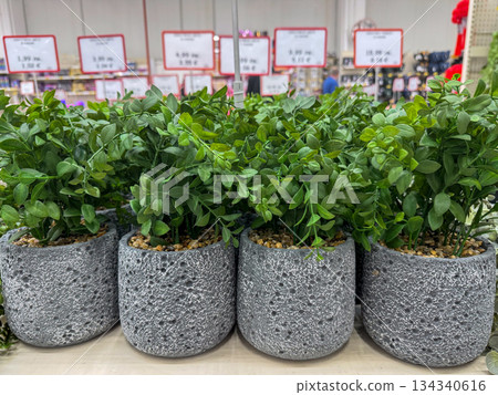 Minimal artificial green plants in modern concrete pots displayed in retail interior Minimal artificial green plants in modern concrete pots displayed in retail interior 134340616