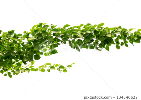 vine frame leaf vine circle Isolate on transparent background PNG file vine frame leaf vine circle Isolate on transparent background PNG file 134340622