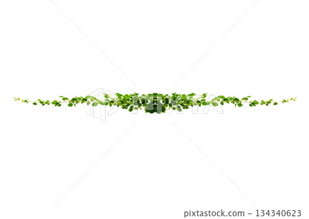 vine frame leaf vine circle Isolate on transparent background PNG file vine frame leaf vine circle Isolate on transparent background PNG file 134340623