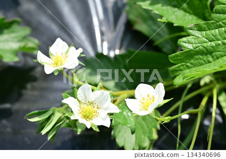 Outdoor cultivation and strawberry flowers (Rosaceae) Outdoor cultivation and strawberry flowers (Rosaceae) 134340696
