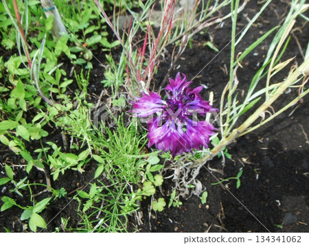 Reddish purple cornflower flowers 134341062