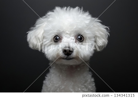 Adorable Bichon Frise Dog Portrait with Beautiful Eyes and Soft Curly White Fur in Studio Setting 134341315