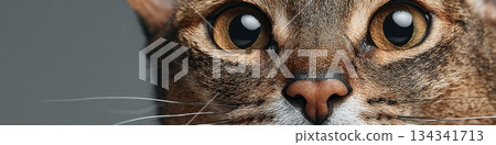 Elegant Abyssinian Cat with Striking Eyes and Beautiful Fur Posing Gracefully in Sunlight 134341713