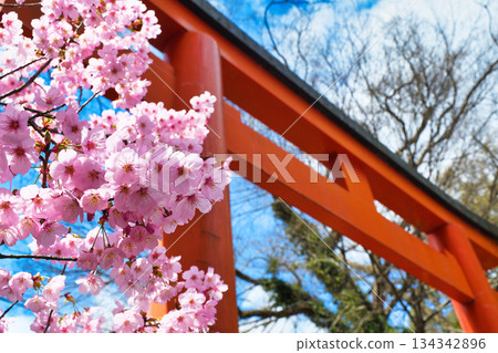 京都平野神社(京都府京都市北區)的櫻花很美 京都平野神社(京都府京都市北區)的櫻花很美 134342896