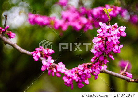 cercis siliquastrum branches in purple blossom. judas tree also called redbud. beautiful spring nature with pink flowers in urban park of uzhhorod. background for earth day or esg reports cercis siliquastrum branches in purple blossom. judas tree also called redbud. beautiful spring nature with pink flowers in urban park of uzhhorod. background for earth day or esg reports 134342957