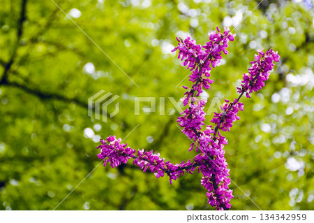 cercis siliquastrum branches in purple blossom. judas tree also called redbud. beautiful spring nature with pink flowers in urban park of uzhhorod. background for earth day or esg reports cercis siliquastrum branches in purple blossom. judas tree also called redbud. beautiful spring nature with pink flowers in urban park of uzhhorod. background for earth day or esg reports 134342959