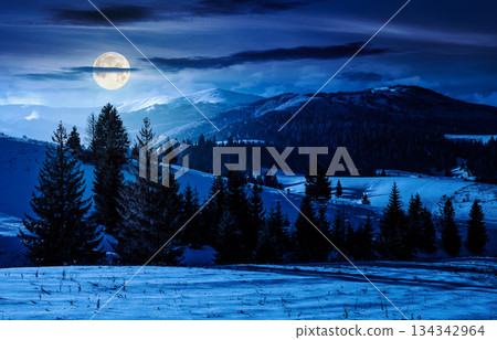 fir trees on snowy hillsides at night. stunning nature scenery in mountains in full moon light. winter holidays wallpaper. countryside landscape. background for fake news or conspiracy concepts 134342964