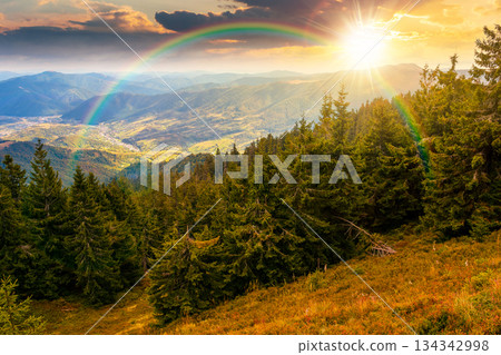coniferous forest in mountain landscape at sunset. scenic place in national park in mountains in evening light. panoramic view of valley and lush green slope. storytelling image under the rainbow 134342998