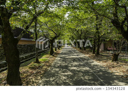 福岡縣朝倉市杉馬場秋月城下町秋月 134343128