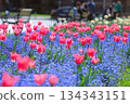Tulips and surrounding blue flowers in a flowerbed near the Croatian National Theatre in Zagreb, Croatia 134343151