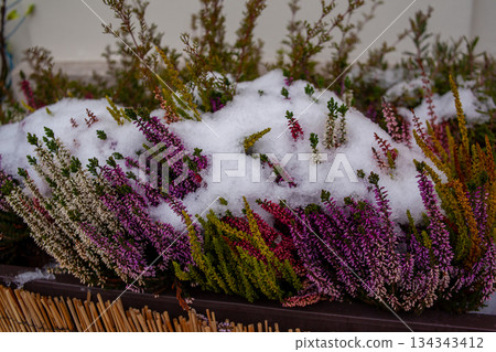 Flowers and snow mix on a winter afternoon in a garden planter Flowers and snow mix on a winter afternoon in a garden planter 134343412