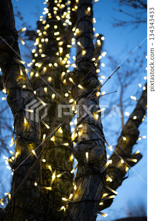 燈光點綴著夜空和樹木。 134343433