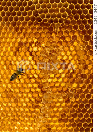 Golden Honeycomb with Honeybee Close Up Texture 134343447