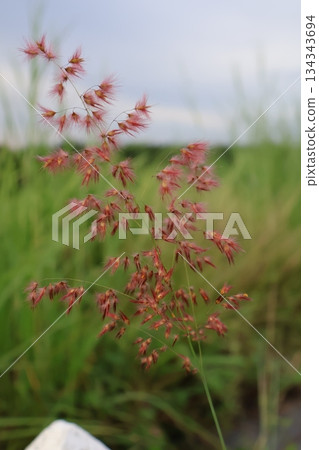 green tea leaf in the field green tea leaf in the field 134343694