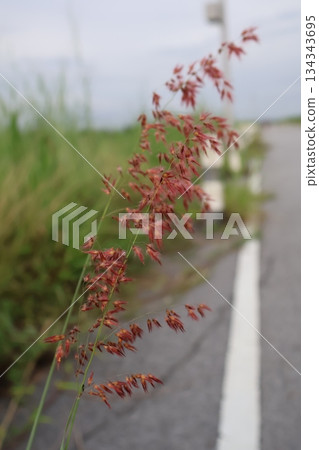 green tea leaf in the field 134343695