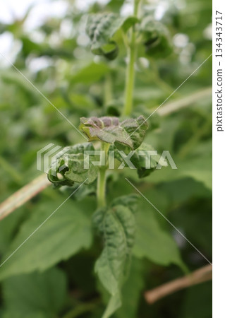 green tea leaf in the field green tea leaf in the field 134343717